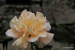 October garden roses