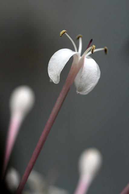 Clerodendrum quadriloculare