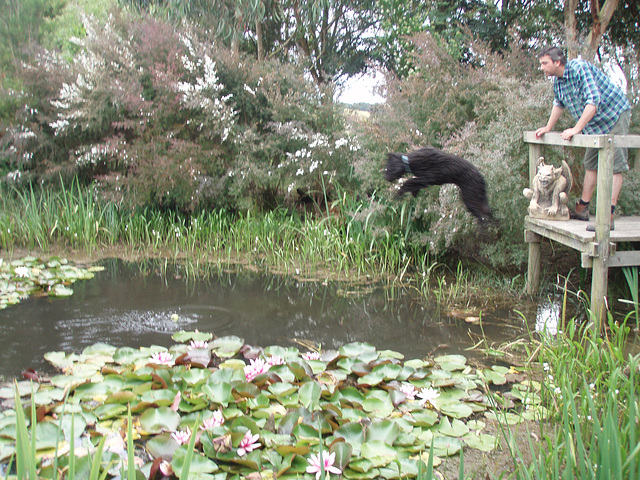 Fonzie diving into the pond