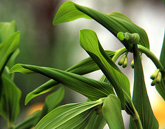 Solomon's Seal