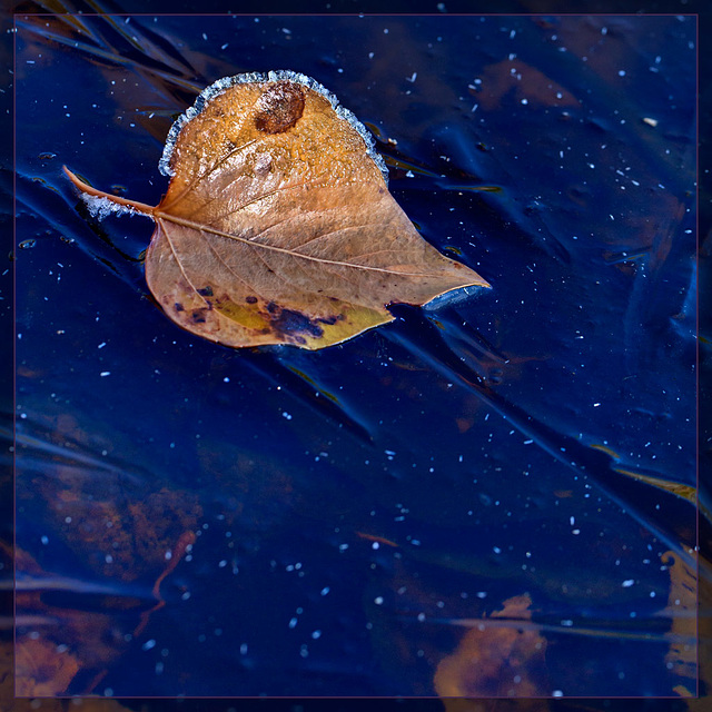Frosted Leaf on our Frozen Seasonal Pond
