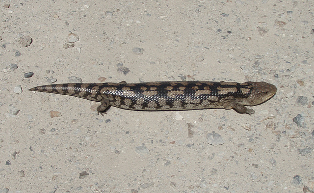 blue-tongued lizard