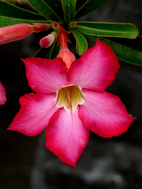 Adenium obesum