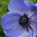 Poppy Anemone (Anemone cornonaria)