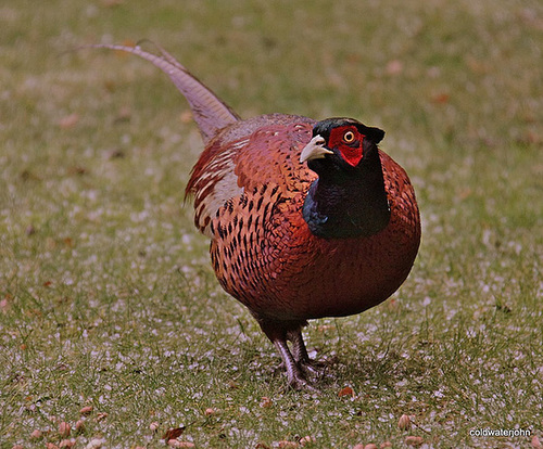 Fat enough yet for Christmas?
