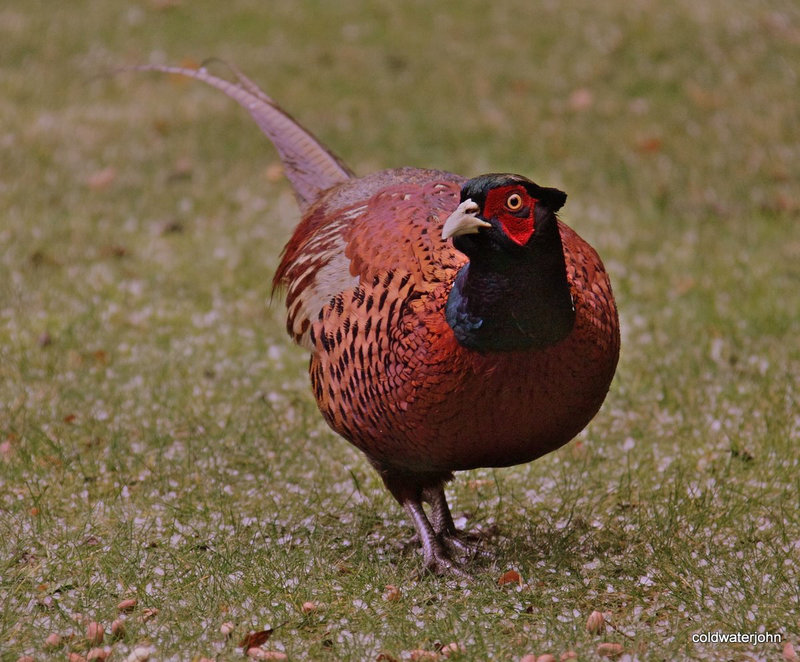 Fat enough yet for Christmas?