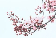 Cherry Blossoms