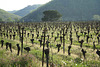 Vineyard in the Loire Valley