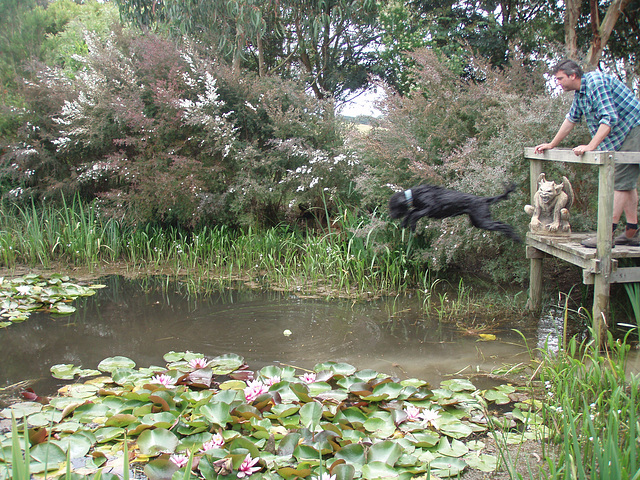 Fonzie diving into the pond