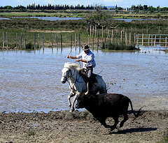 Working with the bulls