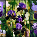 Iris Neglecta- Bitones bleus - violets