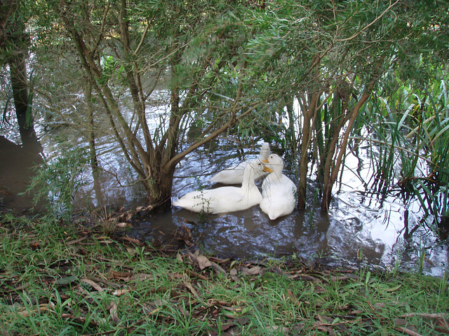 ducks on the pond