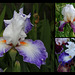 Iris 'Emma Cook Pattern'