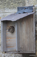 How many birds do you know who live in a house with a Ballachulish slate roof?