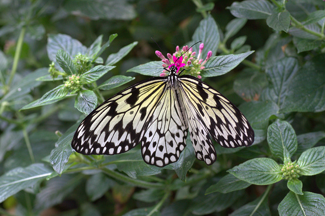 Rice Paper Butterfly (Idea leuconoe)