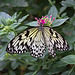 Rice Paper Butterfly (Idea leuconoe)