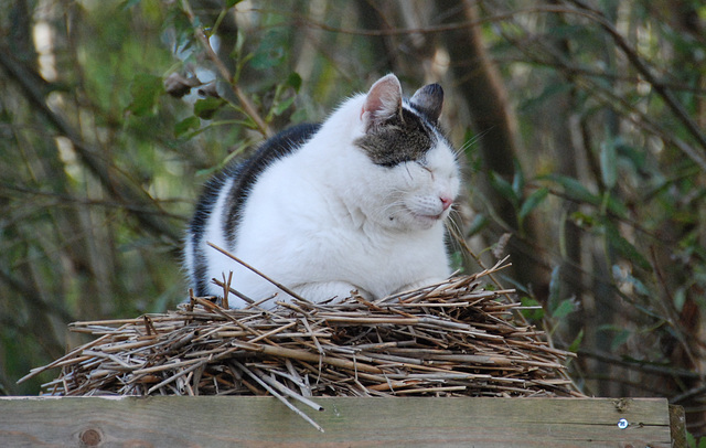 Cat trying to be a bird