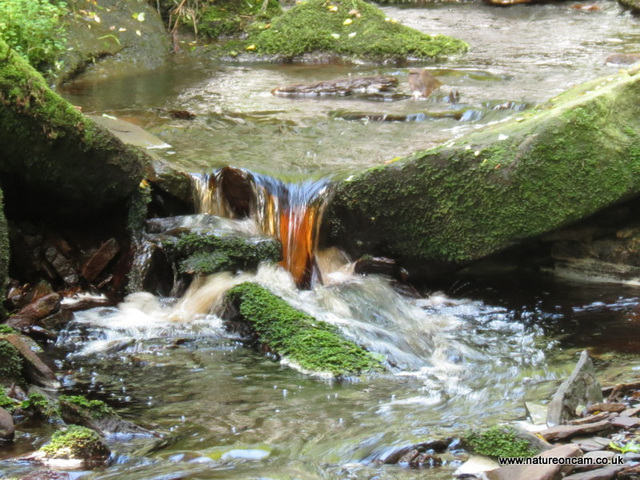 Peat coloured stream 1