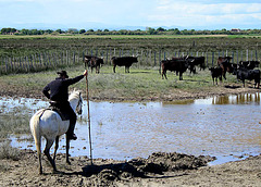 Gardien on the Camargue