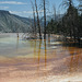 Mammoth Hot Springs, Yellowstone National Park