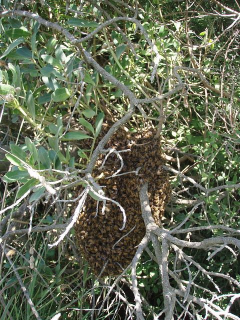 bee swarm