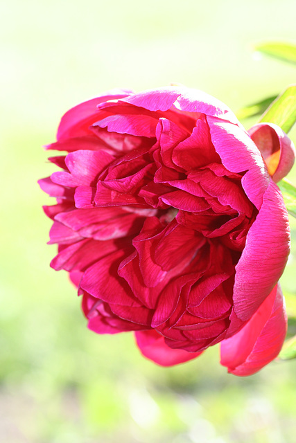 Sunlit Peony