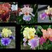 Iris Bicolores