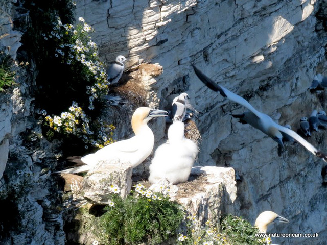 Gannet & chick 3