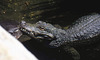 Alligator