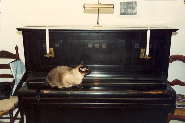 One of our cats on the piano
