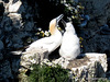 Gannet & chick 4