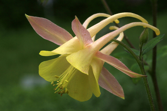 Aquilegia