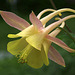 Aquilegia