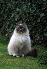 Ol' Blue Eyes or just another Fat Cat?