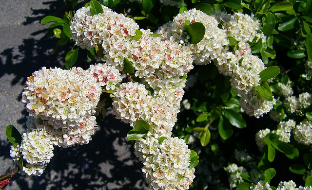 Photinia red Robin