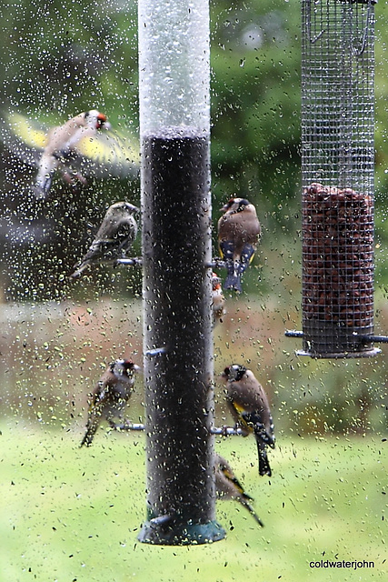 Goldfinches feeding in the rain 5158268778 o