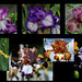 Iris Plicatas