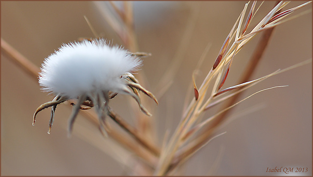 Poesia de terra sedenta,  Urospermum picroides