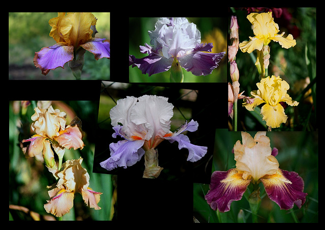 Iris Space ager