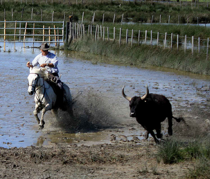 Rounding up a bull