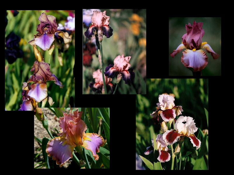 Iris Inclassables