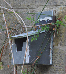 Home for fat chicks...with garden!