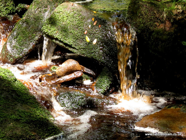 Peat coloured stream 3