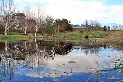 Reflections in full pond with snowmelt