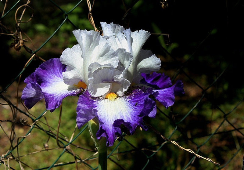Iris Futuriste