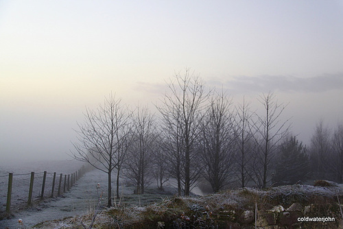Cherry trees in the mist