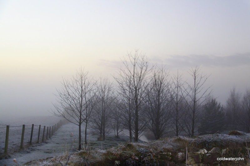 Cherry trees in the mist