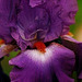 Iris Persian Gown
