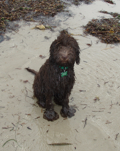 Coco's first visit to the beach