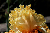 Iris Fashion Designer -Lace